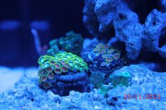 Zoa stare