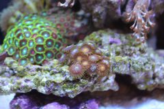 Zoa