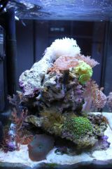 Aquael 30l   Sikor 1