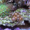Zoa