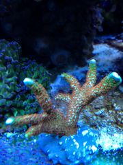 Montipora Digitata bi color orange green