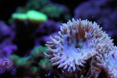 Duncanopsammia axifuga