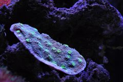 Echinopora lamellosa