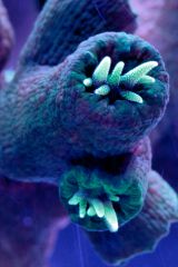 Tubastrea micracantha 2