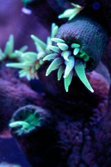 Tubastrea micracantha 1