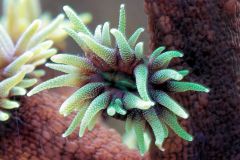 Tubastrea micracantha 3