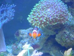 DSCN8910 (Kopiowanie)