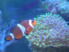 DSCN8930 (Kopiowanie)