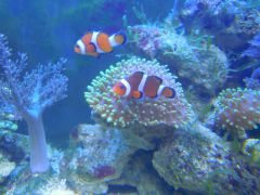 DSCN8876 (Kopiowanie)