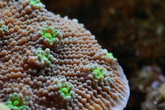 Echinopora lamellosa