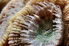 Acanthastrea lordhowensis