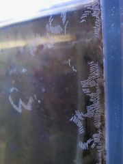 Nassarius margaritifer