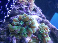 Euphylia