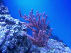 Pseudogorgonia
