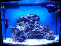 całośc red sea blue white + ati coral plus + ati actinic