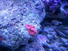 Discosoma