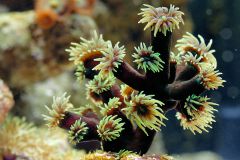 Tubastrea micracantha (in white)