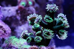 Tubastrea micracantha (in blue)