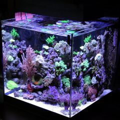 Blenny AM