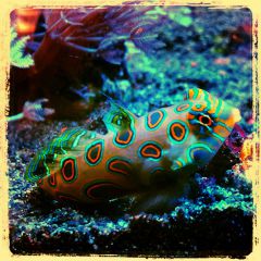 260348 564742220236689 73001477 N