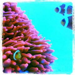 188266 531087033602208 535666969 N