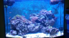 Reefmax 13.01.2013