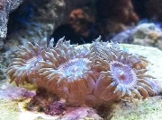 Zoa