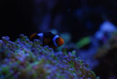 Nemo