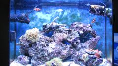 Aquael Actinic 20tys K & ATI CORAL PLUS  & BLAU DAY 17 tys K