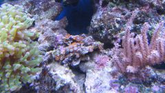 Zoanthus