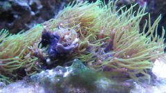 Clavularia briareum