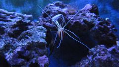 Lysmata abonesis