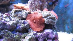 Discosoma
