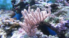 Pseudogorgonia