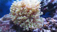 Euphyllia paradivisa
