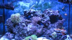 Aquael Actinic 20tys K & ati coral plus