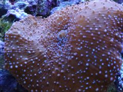 DSC01295 (Kopiowanie)