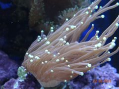 DSC01278 (Kopiowanie)