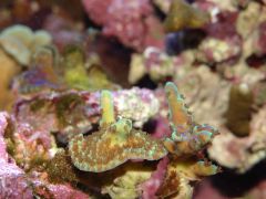 DSC01289 (Kopiowanie)