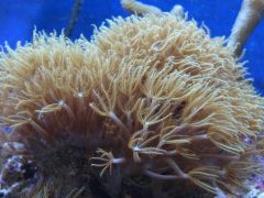 DSC01294 (Kopiowanie)