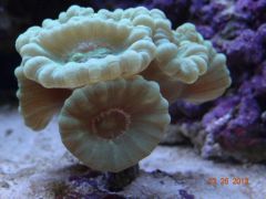 DSC01279 (Kopiowanie)