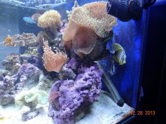 DSC01284 (Kopiowanie)