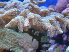 DSC01275 (Kopiowanie)