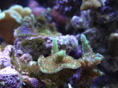 DSC01290 (Kopiowanie)