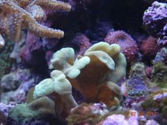 DSC01276 (Kopiowanie)