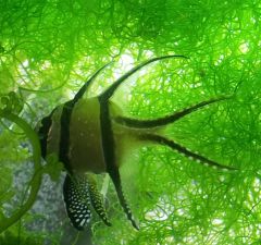 pterapogon