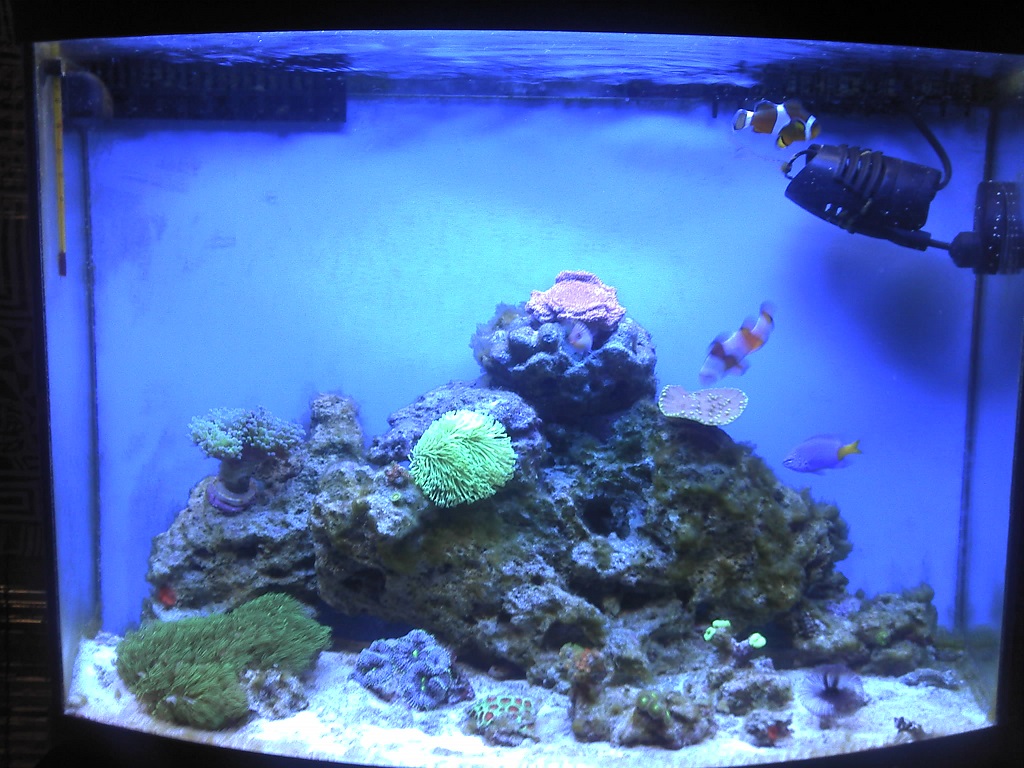 reefmax