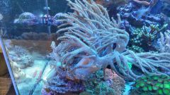 nepthea