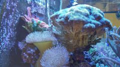 pocillopora