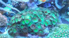 Bright Green Palythoa Grandis